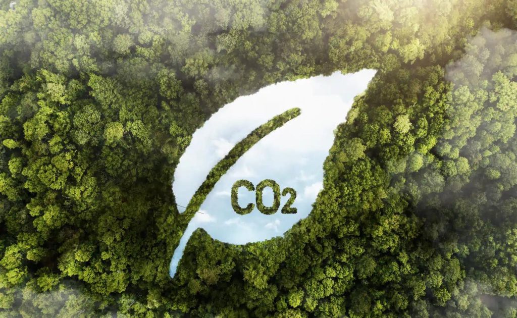 rainforest and carbon market ecosystem in Indonesia