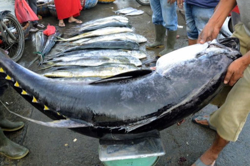 Seafood processing and fisheries investment opportunities in Biak
