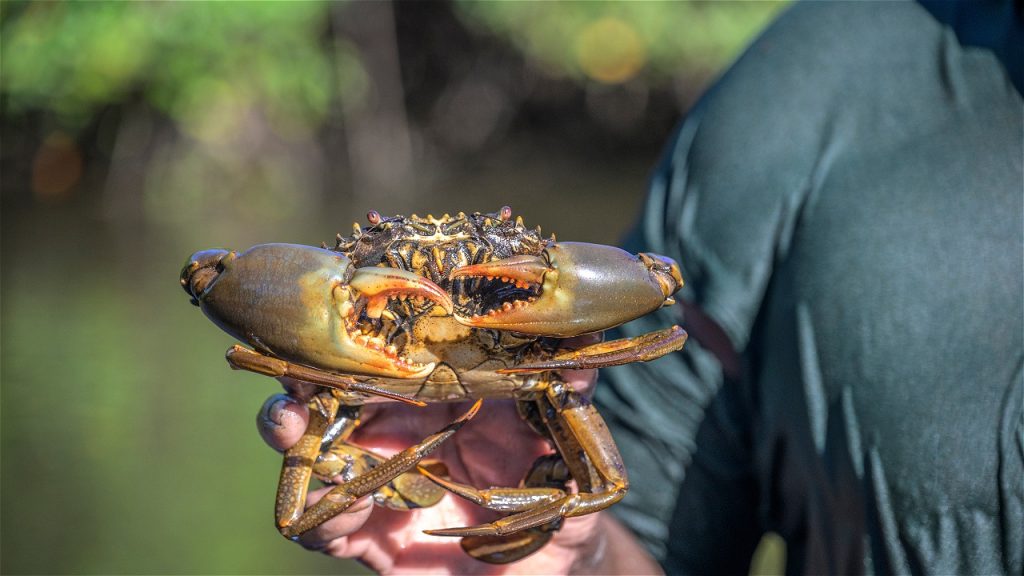 Fisheries and seafood processing opportunities in Teluk Bintuni
