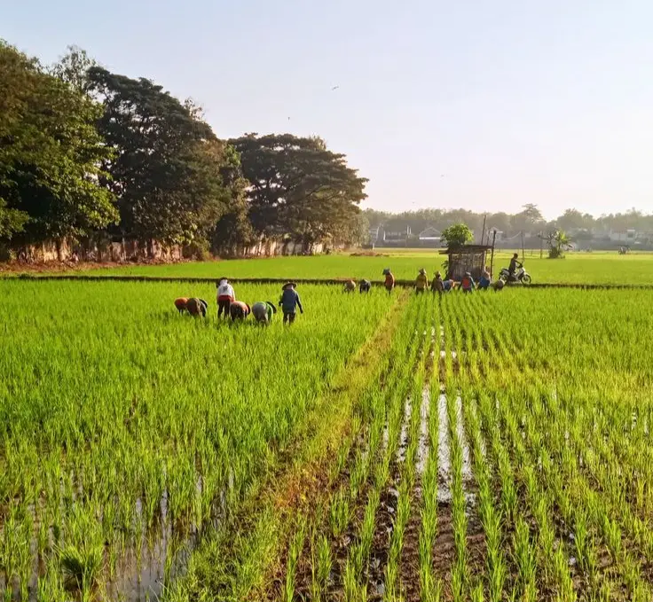 Rice cultivation supporting Merauke investment opportunities in South Papua