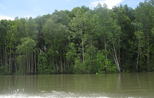 Mangrove forests along Teluk Bintuni supporting sustainable fisheries and biodiversity