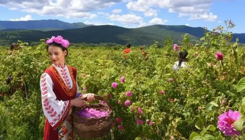 Blooming Damask roses covering the fields of Bulgaria’s famous Rose Valley.
