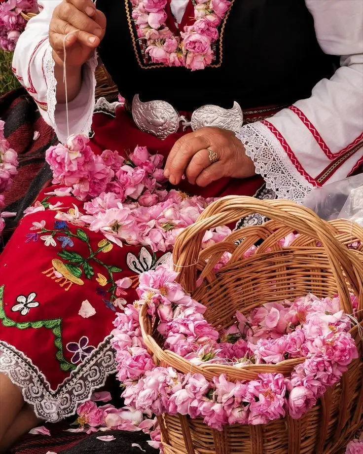 Workers hand-picking blooming Damask roses in Bulgaria’s Rose Valley during the annual harvest.