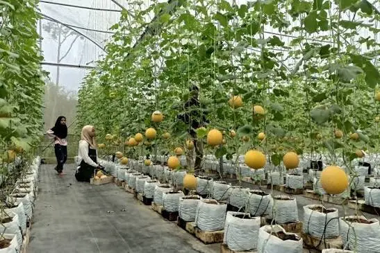Halal food and agribusiness opportunities between Indonesia and Bulgaria